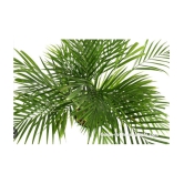 CLASSIC GREEN EARTH - Areca palm Grass ( 15 Seeds )