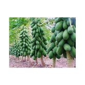 PAPAYA SEEDS- RED LADY HYBRID -100 SEEDS-