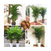 HN organic seed Areca palm Plant ( 5 Seeds )