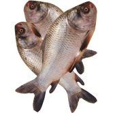 Catal Live Fish - 1.15 kg - 1.15 kg - 1 KG