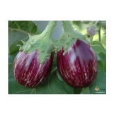 homeagro - Brinjal Vegetable ( 100 Seeds )