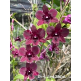 Dendrobium Red/Black