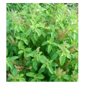 CLASSIC GREEN EARTH - Tulsi Plant ( 200 Seeds )