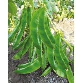 Flat grean beans pack of 30 seeds