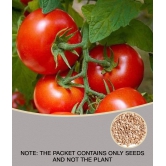 ARKA RAKSHAK F1 HYBRID TOMATO 50 SEEDS