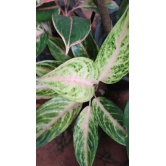 Aglaonema Yellow Lipstick