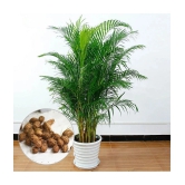 ARECA PALM ORNAMENTAL AIR PURIFYING INDOOR OUTDOOR TREE 5 SEEDS PACK WITH FREE COCOPEAT POTTING SOIL AND USER MANUAL FOR TERRACE AND HOME GARDENING CHEAP RATE ON SNAPDEAL