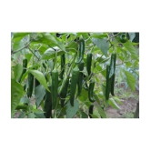 Green Chilli mirch 50+ seeds high germination seeds with instruction manual