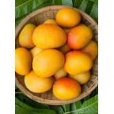 Hapus Ratnagiri Mango 12 Pcs