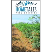 homeagro - Moringa Vegetable ( 15 Seeds )