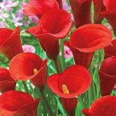 Calla Lily Zantedeschia Red Color Flower Bulb