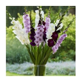 Gladiolus/Sword Lily bio-colour Imported Flower Bulbs - Pack of 3 Bulbs Seed (3 per packet)