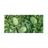 Iris Hybrid Fruit Seeds Watermelon with Instruction Manual