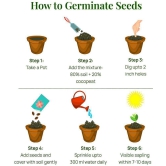 shivam organic seeds - Fruit Seeds ( 100 + seeds )
