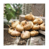 Gladiolus Bulbs ( 3 Bulbs ) Seed (3 per packet)