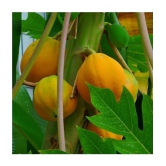 homeagro - Papaya Fruit ( 50 Seeds )