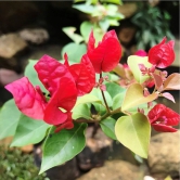 Bougainvillea(Red Colour)flower plant