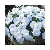 white Petunia Variety Flower Seeds,Rarest Variety - Garden Flower Seeds Pack 100 seeds