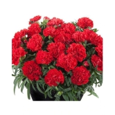 Flower Seeds : Dianthus Flower Pot Variety Plant Seeds Flower Seeds Beautiful Courtyard Perennial Plants Seeds Home Garden Plant Seeds Eco Pack Garden Plant Seeds