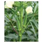 Lady Finger or Bhindi Hybrid F1 SUPREME (II) Seeds for Terrace Kitchen Balcony Gardening