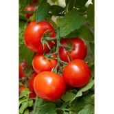 ARKA RAKSHAK F1 HYBRID TOMATO 50 SEEDS