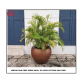 Areca palm home Air purifier indoor plant 20 seeds pack  with cocopeat and user manual