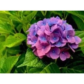 Hybrid Hydrangea Plant For Gardening