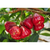 Water Apple(Red)Fruit Plant