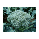 f1 hybrid brocoli 100 seeds pack with instruction manual for home kitchen gardening purpose