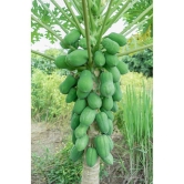 zello - Papaya Fruit ( 50 Seeds )