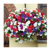 homeagro - Petunia Mixed Flower ( 50 Seeds )