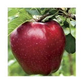 APPLE SEEDS - 10 Seeds Pack