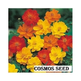 Cosmos mixed Colors Flower Garden Flower Seeds | Pack of 20 Seeds