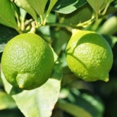 All Time Kagaji Lemon Plant