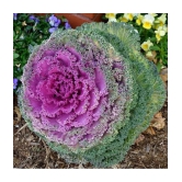 flowering kale pack of 30 seeds