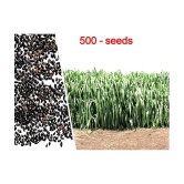 SUPER NAPIER GRASS ( PACK OF 500 SEEDS) WITH MANUAL