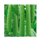 preji Gardens Rare imported F1 hybrid sponge Gourd Seeds 20 seeds