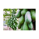 Papaya F 1 Hybrid Seeds Pack - 50 seed + Instruction Manual