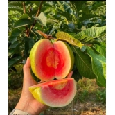 Red Dimond Guava Fruit  Plant