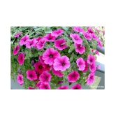 Petunia Mixed Hybrid Imported Flower Seeds Seed  (100 Per Packet)with growing cocopeat