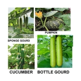 cucumber + sponge guard + bottle guard +pumpkin 30+ seeds