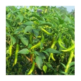 CLASSIC GREEN EARTH - Chilli Vegetable ( 50 Seeds )