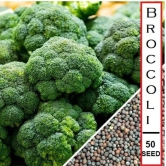 homeagro - Broccoli Vegetable ( 50 Seeds )