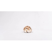 Brown and White Spotted Seashell