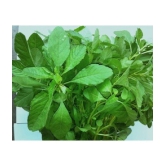 Green amaranthus Chaulai saag 200 seeds high germination seeds with instruction manual