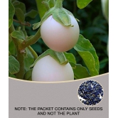 BRINJAL white Seeds (50 Seeds)