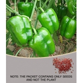 High Quality Hybrid Green Capsicum ( 50 Seeds)