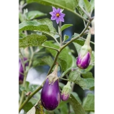 homeagro - Brinjal Vegetable ( 100 Seeds )