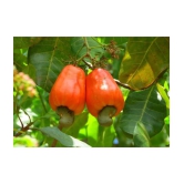 Cashew Nut (Kaju) Tree Seeds