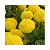 African Marigold Flower Seeds